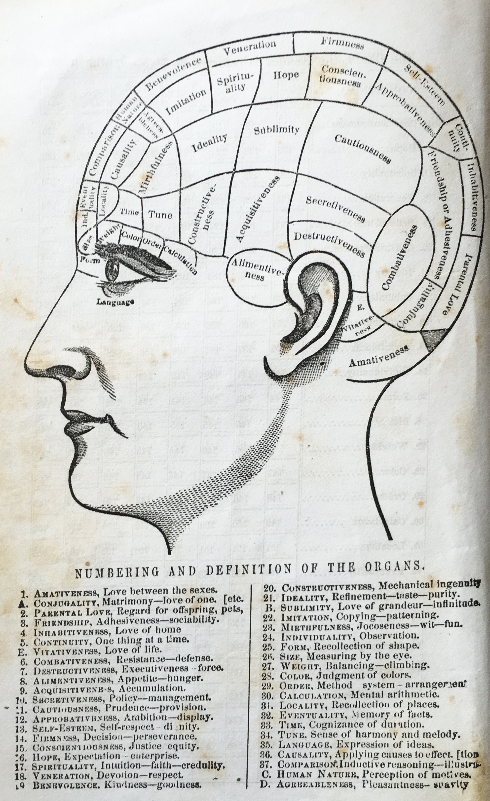 Book Find Phrenology A Seemingly Silly Vintage Science